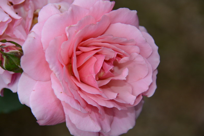 f:id:rotling:20140527062422j:image