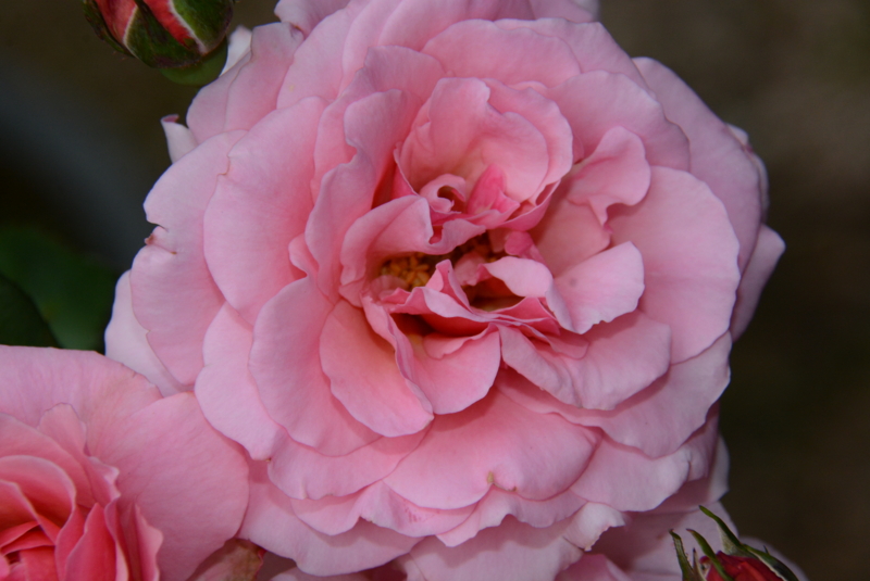 f:id:rotling:20140527062424j:image
