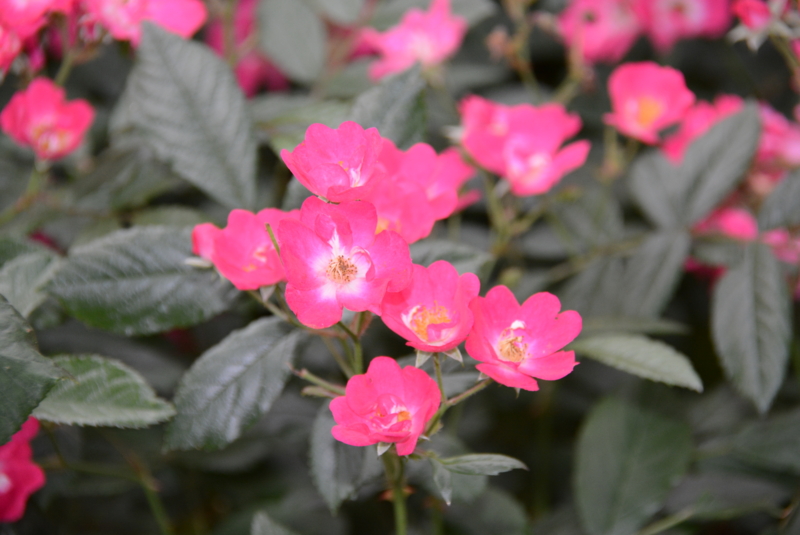 f:id:rotling:20140527062545j:image