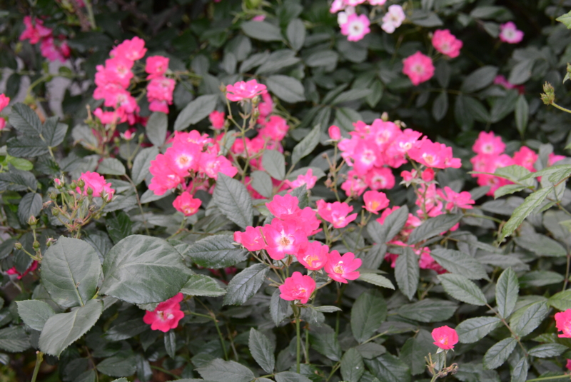 f:id:rotling:20140527062548j:image