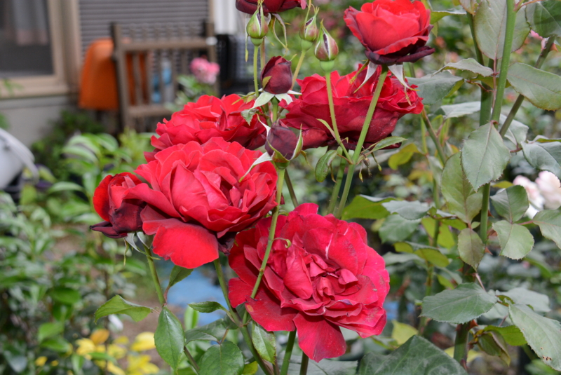 f:id:rotling:20140527062815j:image