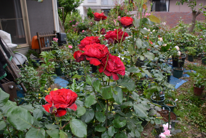 f:id:rotling:20140527062819j:image