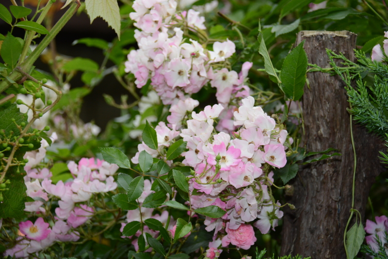 f:id:rotling:20140527062926j:image