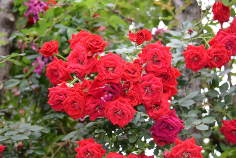 f:id:rotling:20140527063038j:image