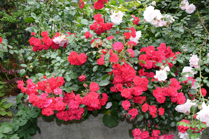 f:id:rotling:20140527063131j:image