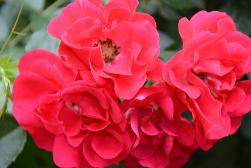 f:id:rotling:20140527063147j:image