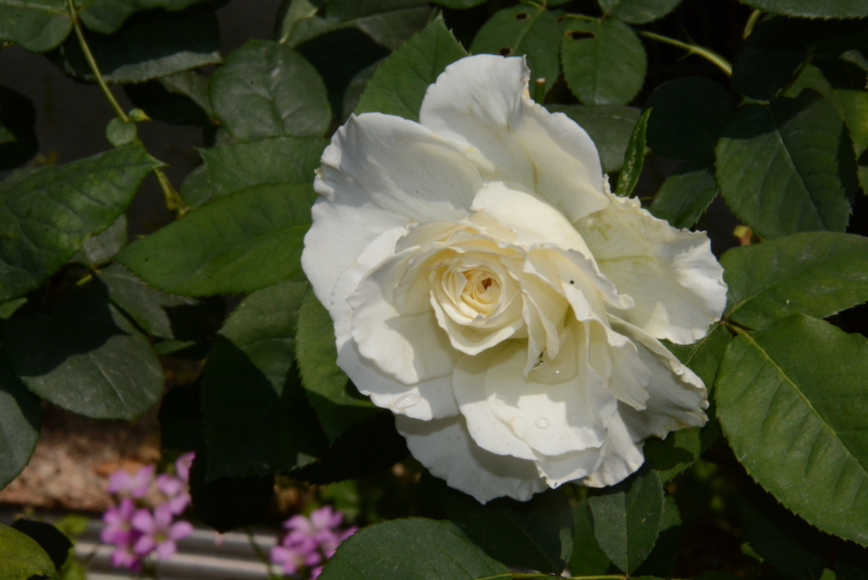 f:id:rotling:20140529105107j:image