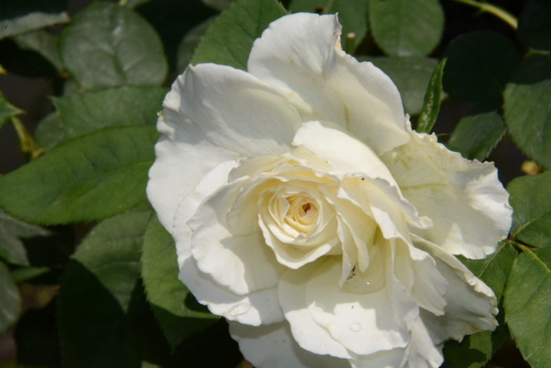 f:id:rotling:20140529105110j:image