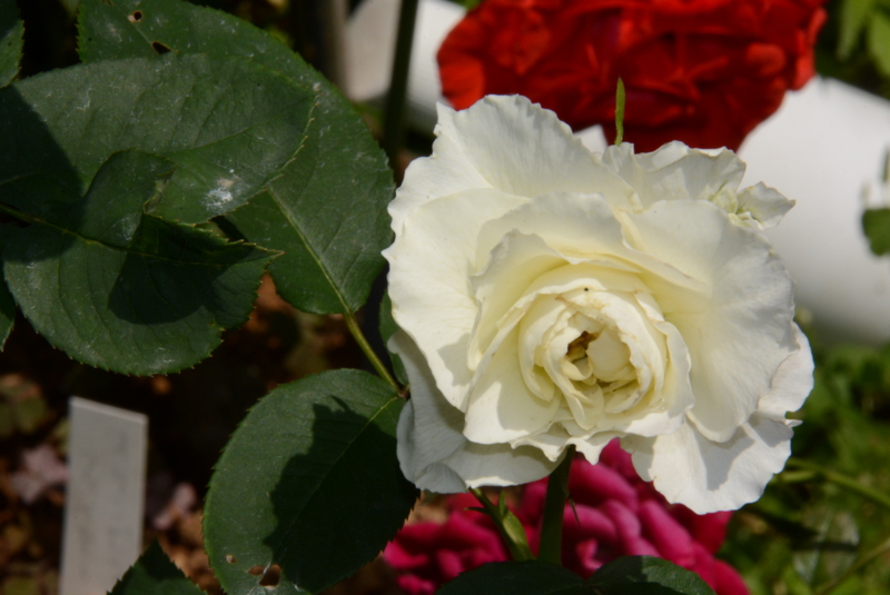 f:id:rotling:20140529105112j:image