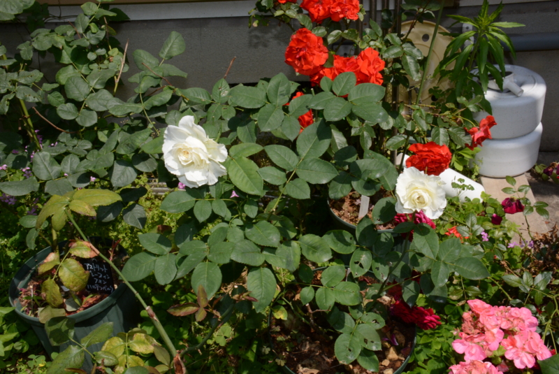 f:id:rotling:20140529105115j:image