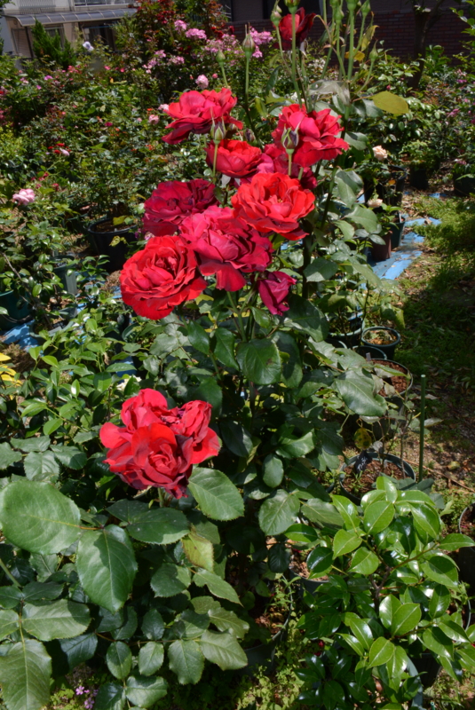 f:id:rotling:20140529105128j:image