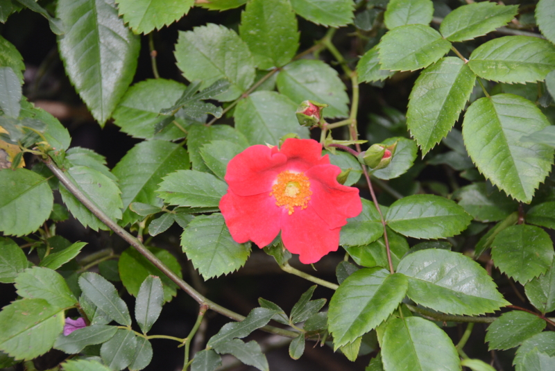 f:id:rotling:20140529113035j:image
