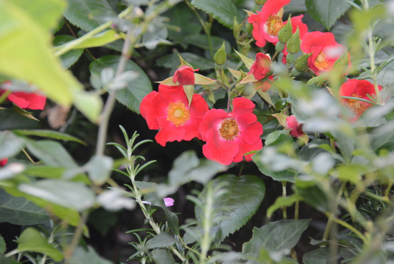 f:id:rotling:20140529113040j:image