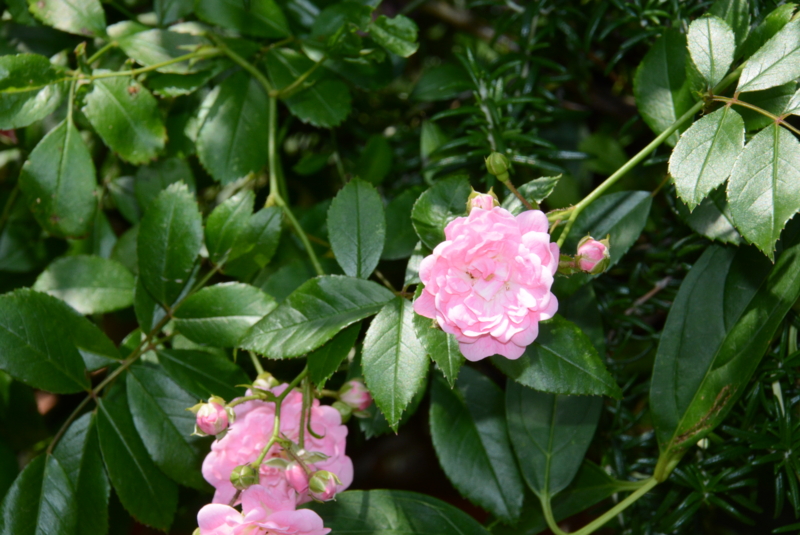 f:id:rotling:20140529113127j:image