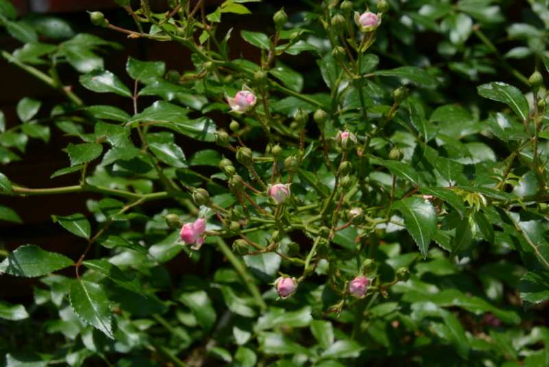 f:id:rotling:20140529113148j:image