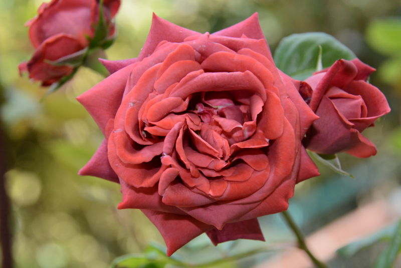 f:id:rotling:20140529142902j:image