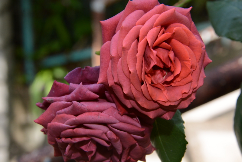 f:id:rotling:20140529142905j:image
