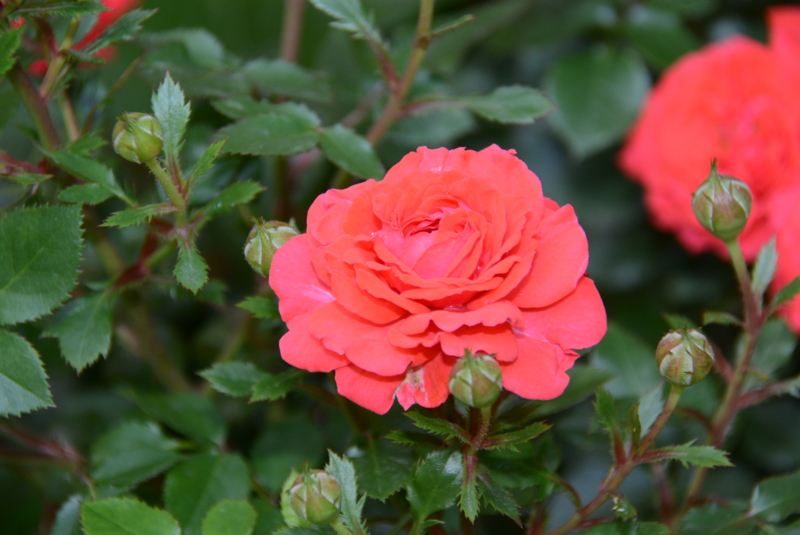 f:id:rotling:20140529142931j:image