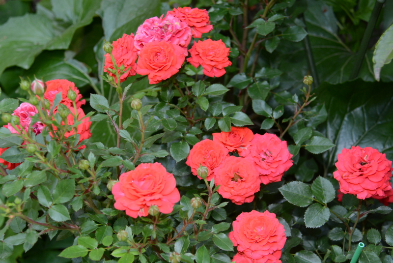 f:id:rotling:20140529142935j:image
