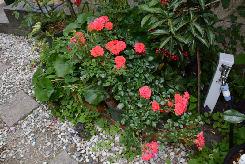 f:id:rotling:20140529142938j:image