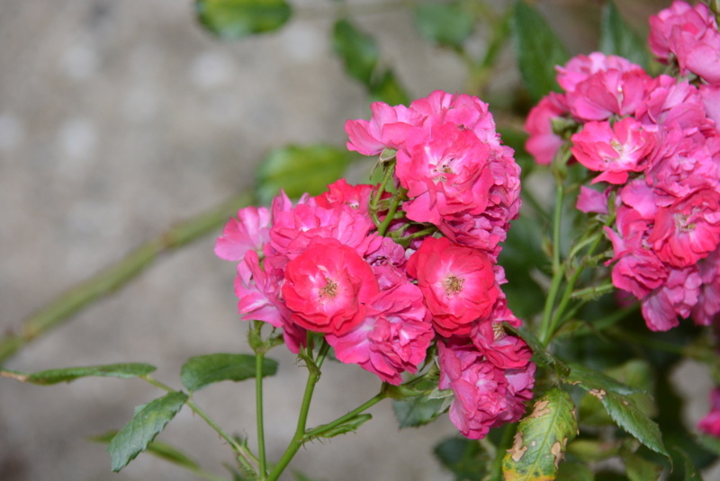 f:id:rotling:20140529142946j:image