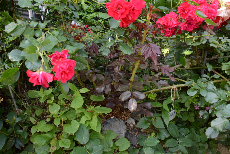 f:id:rotling:20140530154835j:image