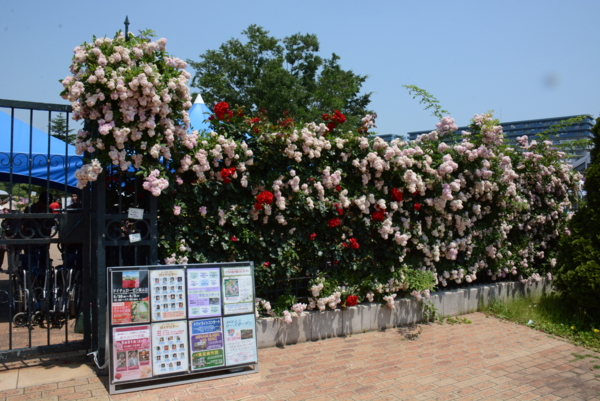 [京成バラ園2014][バラ][バラ園][2014]