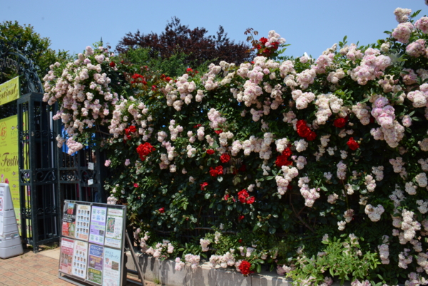 [京成バラ園2014][バラ][バラ園][2014]