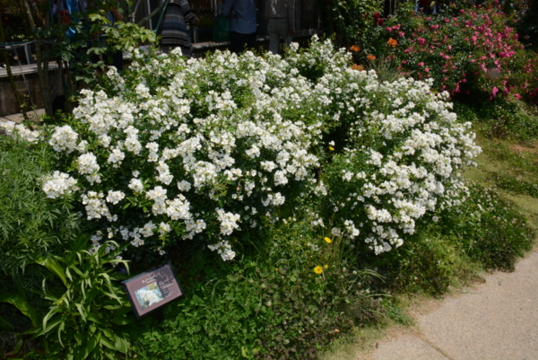 個別 スノーコーン 京成バラ園14 バラ バラ園 14 の写真 画像 14春 京成バラ園 Rotling S Fotolife 個別 スノーコーン 京成バラ園14 バラ バラ園 14 の写真 画像 14春 京成バラ園 Rotling S Fotolife