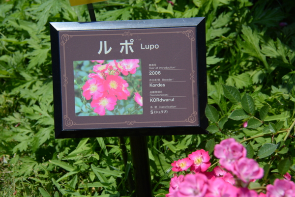 f:id:rotling:20140531120646j:image