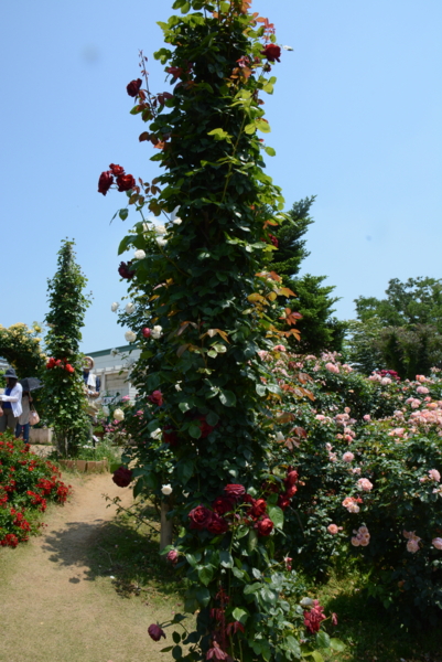 f:id:rotling:20140531120844j:image