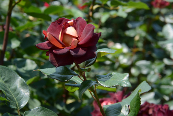 f:id:rotling:20140531121405j:image f:id:rotling:20140531121405j:image