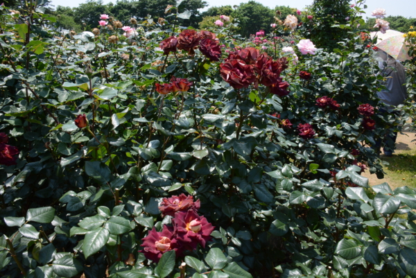 f:id:rotling:20140531121431j:image f:id:rotling:20140531121431j:image