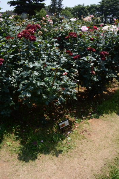 f:id:rotling:20140531121442j:image f:id:rotling:20140531121442j:image