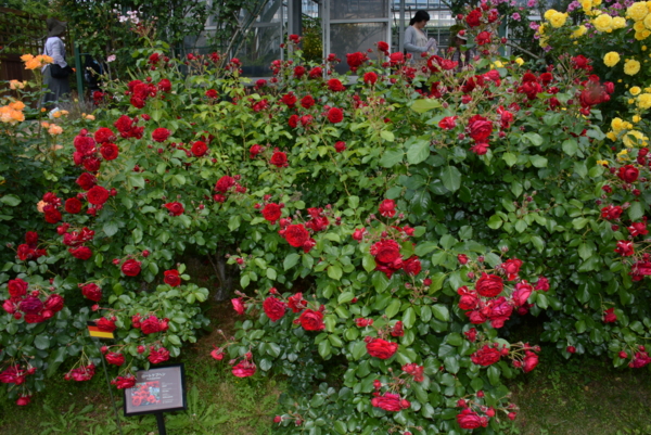 f:id:rotling:20140531122737j:image