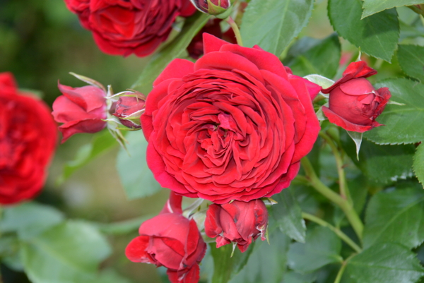 f:id:rotling:20140531122741j:image