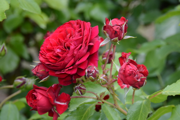 f:id:rotling:20140531122743j:image