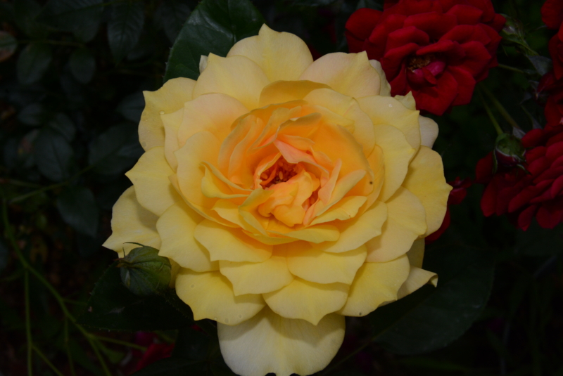 f:id:rotling:20140603123856j:image