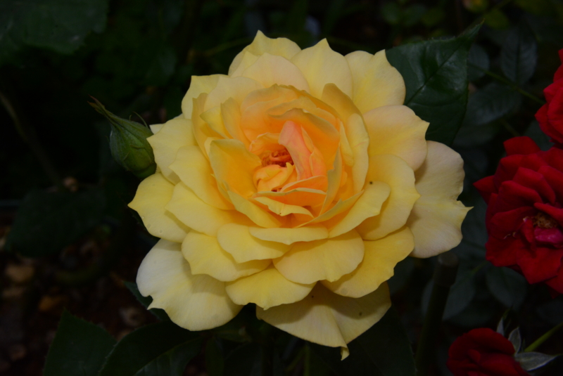 f:id:rotling:20140603123859j:image