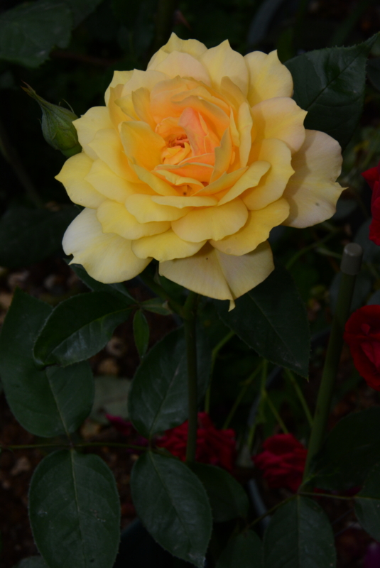f:id:rotling:20140603123908j:image