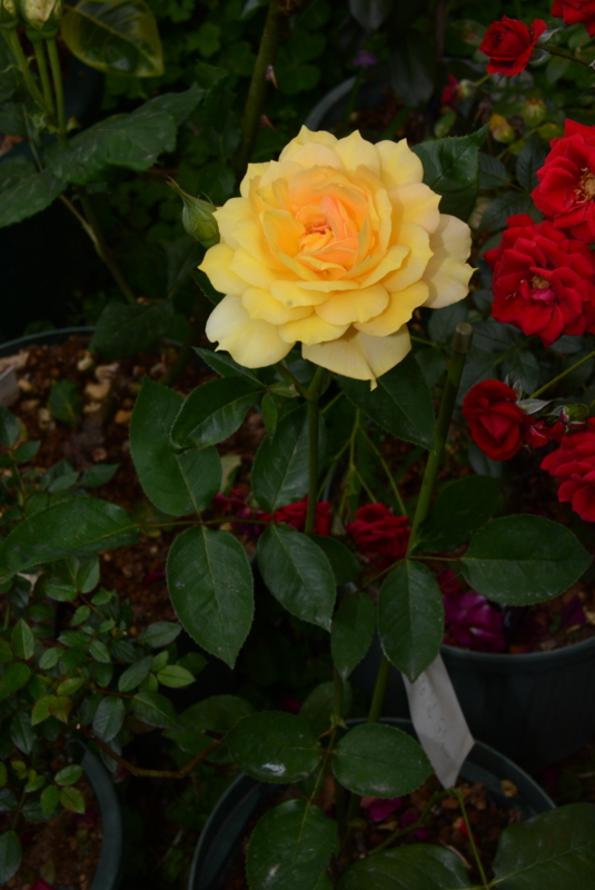 f:id:rotling:20140603123912j:image