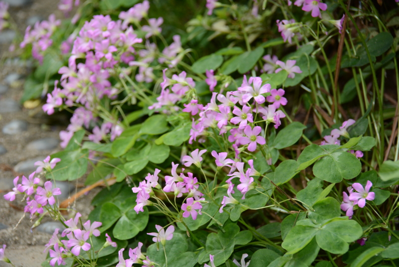 f:id:rotling:20140611105138j:image