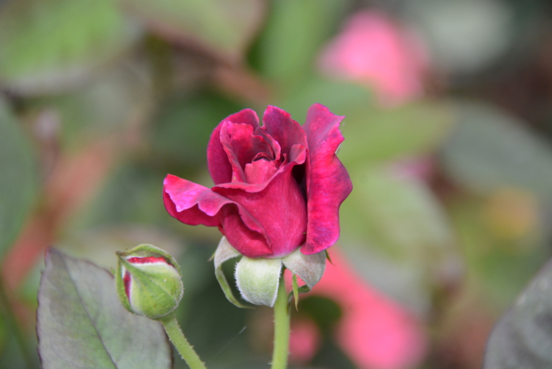 f:id:rotling:20140611105246j:image