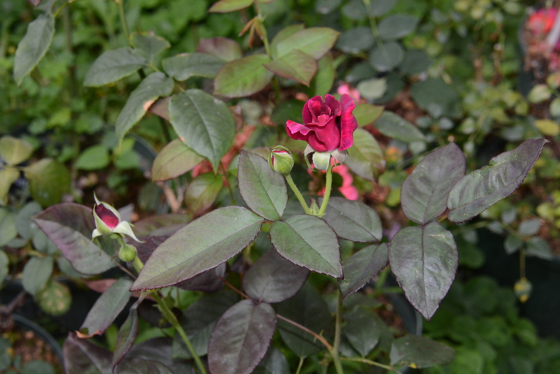 f:id:rotling:20140611105250j:image