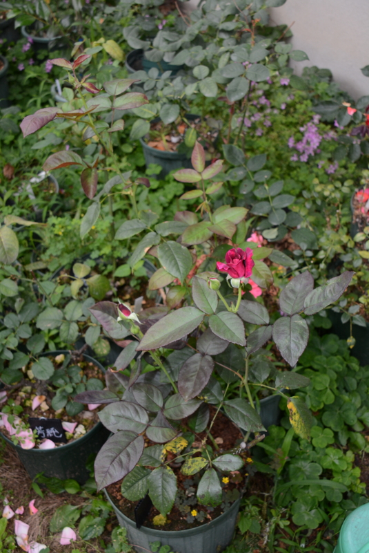 f:id:rotling:20140611105254j:image