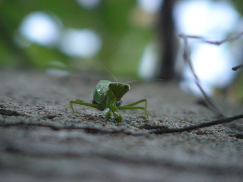 カマキリ