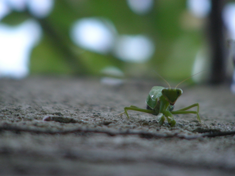 カマキリ