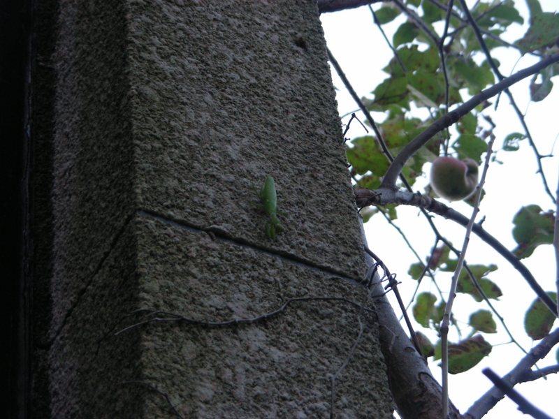 カマキリ