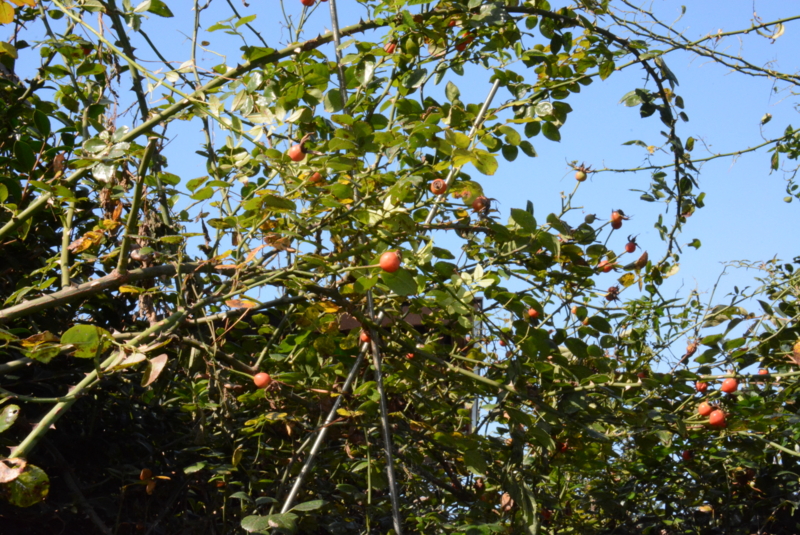 f:id:rotling:20141009135540j:image