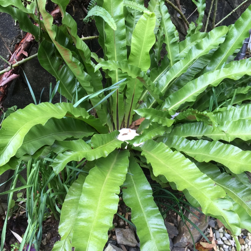 f:id:rotling:20141202134520j:image